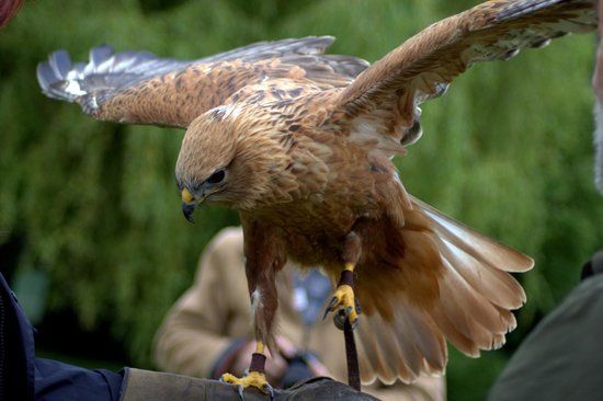 Ray Prior Falconry